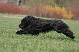 BRIARD 125